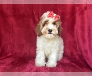 Cock-A-Poo Puppy for sale in LAKELAND, FL, USA