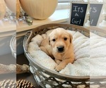 Small Photo #6 Labrador Retriever Puppy For Sale in GOBLES, MI, USA