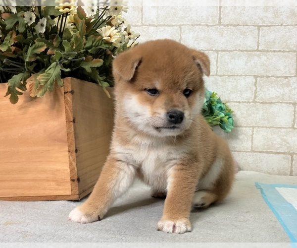 Medium Photo #2 Shiba Inu Puppy For Sale in LOS ANGELES, CA, USA