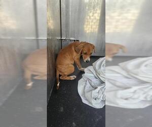 Mutt Dogs for adoption in San Antonio, TX, USA