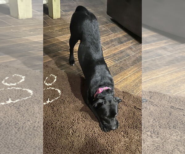 Medium Photo #2 Labrador Retriever-Unknown Mix Puppy For Sale in The Woodlands, TX, USA