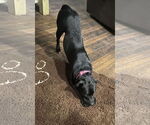 Small #1 Labrador Retriever Mix