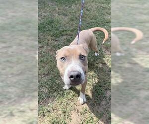Staffordshire Bull Terrier Dogs for adoption in Houston, TX, USA