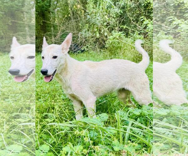 Medium Photo #1 Unknown-white german shepherd Mix Puppy For Sale in Bristol, CT, USA