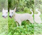 Small white german shepherd Mix