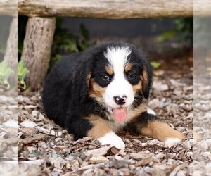 Bernese Mountain Dog Puppy for sale in CHRISTIANA, PA, USA