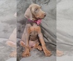 Small Photo #44 Doberman Pinscher Puppy For Sale in POMEROY, OH, USA