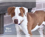 Small #1 Lab-Pointer