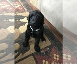 Puppy Layla Goldendoodle
