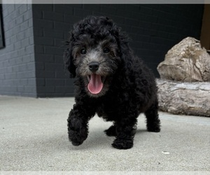 Cavapoo Puppy for sale in FRANKLIN, IN, USA