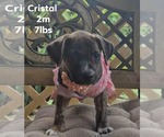 Small #8 Chihuahua Mix