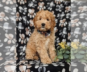 Cock-A-Poo Puppy for sale in NOTTINGHAM, PA, USA