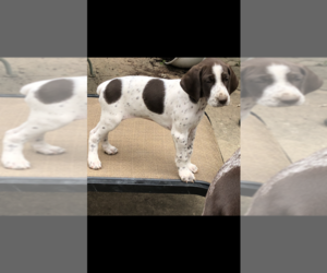 German Shorthaired Pointer Puppy for sale in SENOIA, GA, USA