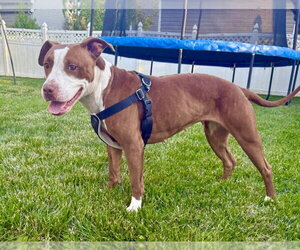 Polly - Female Mutt Dog for Adoption - Photo #3