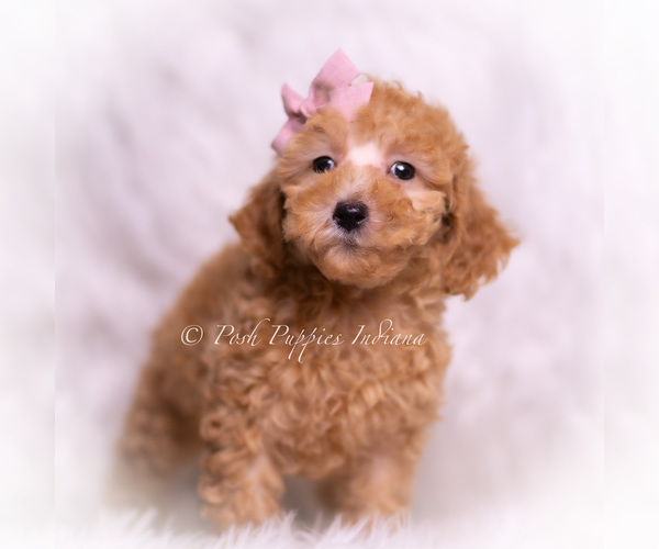 Medium Photo #3 Maltipoo (Toy) Puppy For Sale in WARSAW, IN, USA