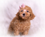 Small Photo #9 Maltipoo (Toy) Puppy For Sale in WARSAW, IN, USA