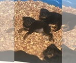 Small Photo #9 Rottweiler Puppy For Sale in HENRICO, VA, USA
