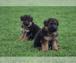 German Shepherd Dog Puppy for sale in WILDOMAR, CA, USA