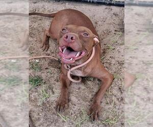 American Pit Bull Terrier-Unknown Mix Dogs for adoption in Ocala, FL, USA