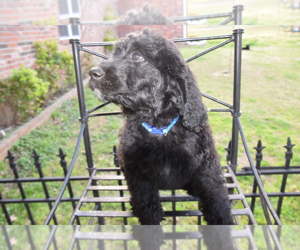 Medium Photo #3 Goldendoodle Puppy For Sale in SPIRO, OK, USA