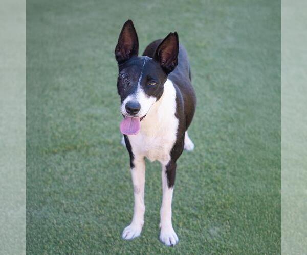 Medium Photo #4 Border Collie-Unknown Mix Puppy For Sale in San Diego, CA, USA