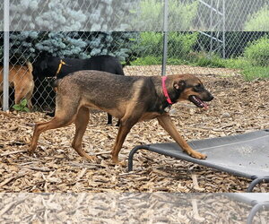Mabel - Female Mutt Dog for Adoption - Photo #6