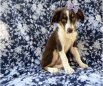 Small #2 Miniature Australian Shepherd
