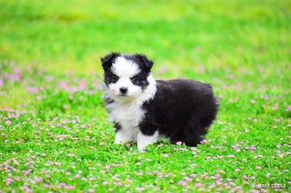 Australian Shepherd Puppy for sale in TEXARKANA, TX, USA