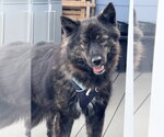 Small Photo #2 Australian Shepherd-Kai Dog Mix Puppy For Sale in Millsboro, DE, USA
