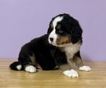 Small #1 Bernese Mountain Dog