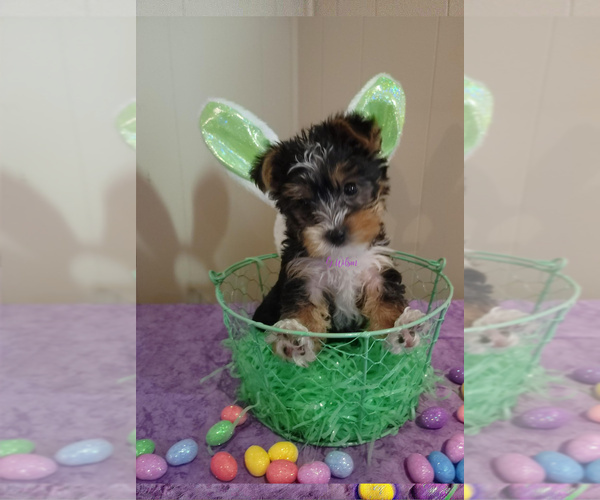 Medium Photo #3 Yorkshire Terrier Puppy For Sale in CLAREMORE, OK, USA