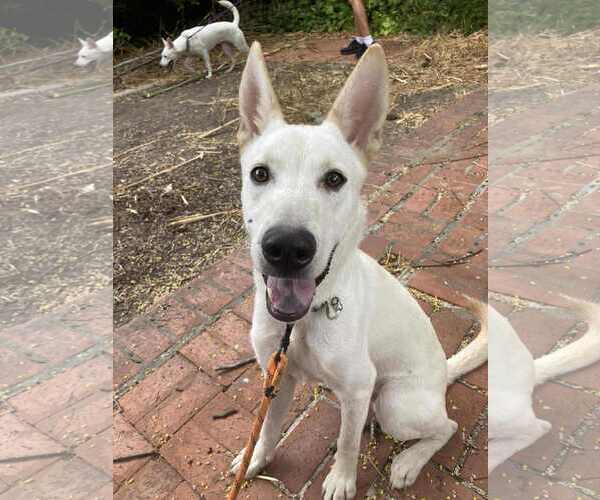 Medium Photo #5 German Shepherd Dog-Unknown Mix Puppy For Sale in San Diego, CA, USA