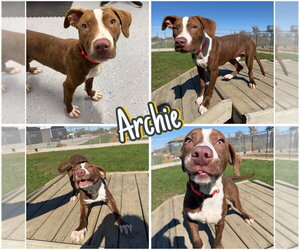 Archie - Male American Staffordshire Terrier-Unknown Mix Dog for Adoption