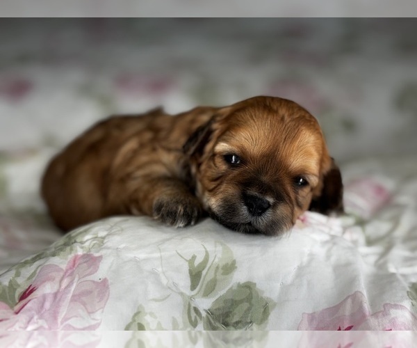 Medium Photo #6 Shih-Poo Puppy For Sale in ALMA, AR, USA