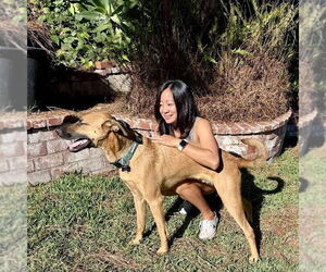 Clever - Male Holland Shepherd-Unknown Mix Dog for Adoption - Photo #7