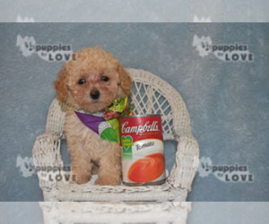 Poodle (Toy) Puppy for sale in SANGER, TX, USA