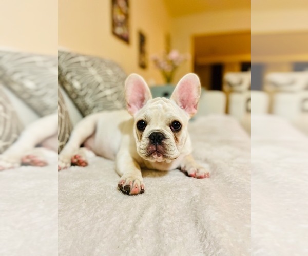 Medium Photo #10 French Bulldog Puppy For Sale in CLEARWATER, FL, USA