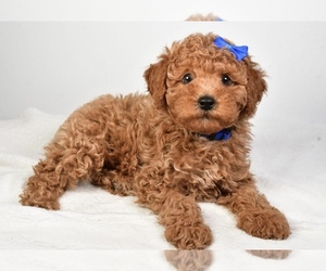 Poodle (Toy) Puppy for sale in LOWELL, MA, USA