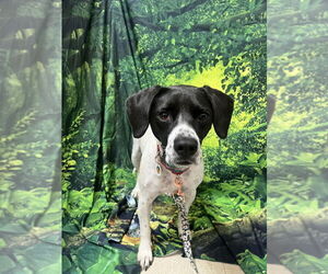 Addie - Female Pointer-Unknown Mix Dog for Adoption - Photo #4
