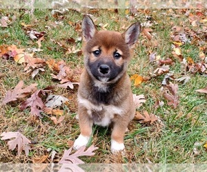 Shiba Inu Puppy for sale in CLARK, MO, USA