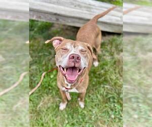 American Pit Bull Terrier Dogs for adoption in Center Township, PA, USA