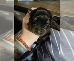 Small Photo #7 Rottweiler Puppy For Sale in ARDMORE, OK, USA
