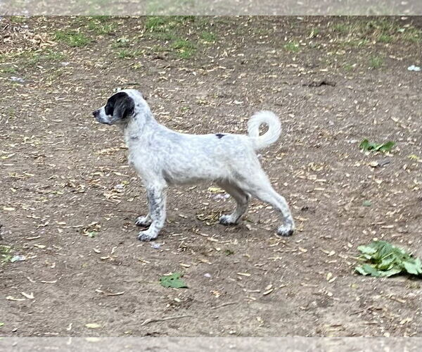 Medium Photo #3 Mutt Puppy For Sale in Garden City, NY, USA