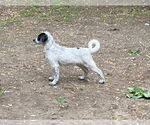 Small #2 Mutt