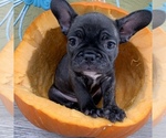 Small Photo #11 French Bulldog Puppy For Sale in ROYAL PALM BEACH, FL, USA