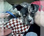Small #2 Boxer