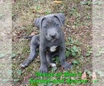 Small #3 American Pit Bull Terrier