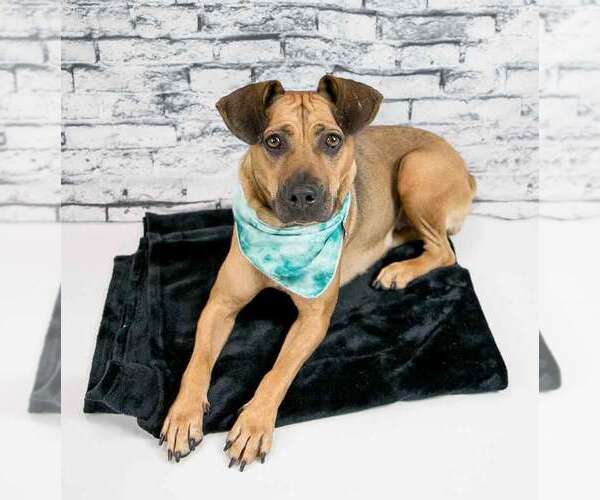 Medium Photo #6 Mutt Puppy For Sale in Kennesaw, GA, USA