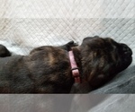 Small Photo #11 Mastiff Puppy For Sale in FULTON, NY, USA