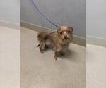 Small Mutt